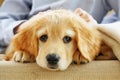 hovawart golden puppy. Young Boy Playing with his Puppy at home. Royalty Free Stock Photo