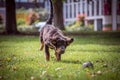 Hovawart in the green meadow with flying ears plays with his ball. Young dog with dark brown fluffy fur with light brown spots and