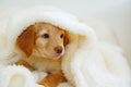 hovawart puppy. Cute Muzzle sleeping puppy looks out from under white blankets. Royalty Free Stock Photo