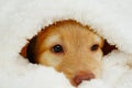 hovawart puppy. Cute Muzzle sleeping puppy looks out from under white blankets. Royalty Free Stock Photo