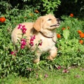 Hovawart puppy moving in the garden Royalty Free Stock Photo