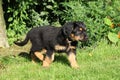 Hovawart puppy moving in the garden Royalty Free Stock Photo