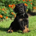 Hovawart sitting in front of some flowers