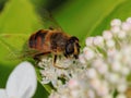 Hovefly on white flower Royalty Free Stock Photo