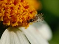 A Hoverfly Seen From Above Perched On A Wild Daisy Flower