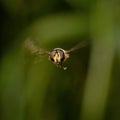 Hover flies, also called flower flies or syrphid flies, make up the insect family Syrphidae.