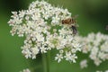 Hover flies collection nectar