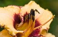 Hover flies on day lily flower Royalty Free Stock Photo