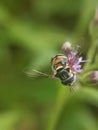 The Hover flies