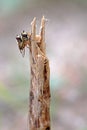 Hover Flies Mating Royalty Free Stock Photo