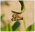 hover flies mating Royalty Free Stock Photo