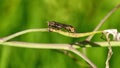 Hover flies mating on a twig Royalty Free Stock Photo