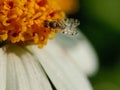 A Hoverfly With Patterned Wings Is Perching On A Wild Daisy Flower Royalty Free Stock Photo