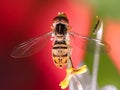Hover Flower Fly (Syrphidae) on flower with wings extended dorsal view