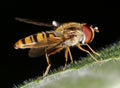 Hover Fly Royalty Free Stock Photo