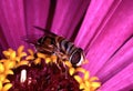 Hover fly Royalty Free Stock Photo