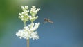 Hover Fly Royalty Free Stock Photo