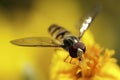 Hover fly.