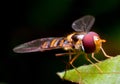 Hover Fly Royalty Free Stock Photo