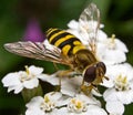 Hover fly Royalty Free Stock Photo