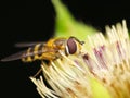Hover fly, also called flower fly or syrphid fly (Syrphus ribesii) Royalty Free Stock Photo
