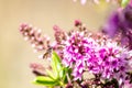 Hover Fly with Hebe Wiri Charm Flowers, Romsey, Victoria, Australia, October 2020 Royalty Free Stock Photo