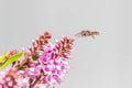 Hover Fly with Hebe Wiri Charm Flowers, Romsey, Victoria, Australia, October 2020 Royalty Free Stock Photo