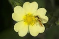 Hover fly bee mimic nectaring on cinquefoil flower, Vernon, Conn Royalty Free Stock Photo