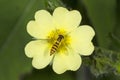 Hover fly bee mimic nectaring on cinquefoil flower, Vernon, Conn Royalty Free Stock Photo