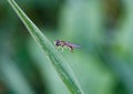 Hover fly on a blade of grass Royalty Free Stock Photo