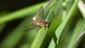Hover fly on a blade of grass Royalty Free Stock Photo