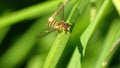Hover fly on a blade of grass Royalty Free Stock Photo
