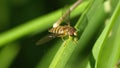 Hover fly on a blade of grass Royalty Free Stock Photo