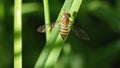Hover fly on a blade of grass Royalty Free Stock Photo