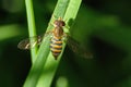 Hover fly on a blade of grass Royalty Free Stock Photo