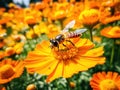 Hover fly on bright orange flower