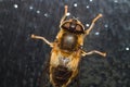 Hover Fly Close Up Insect Head and body View