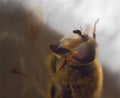 Hover Fly Close Up Insect Head and body View