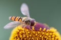 Hover Fly closeup Royalty Free Stock Photo