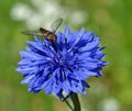 Hover Fly on a Corn Flower Royalty Free Stock Photo