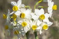 A Hover fly on Daffodils in an Israeli Fallow Field Royalty Free Stock Photo