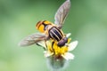 Hover fly , Diptera Syrphidae .Finding nectar in flowers. Royalty Free Stock Photo