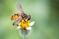 Hover fly , Diptera  Syrphidae  .Finding nectar in flowers. Royalty Free Stock Photo