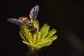 Hover fly Royalty Free Stock Photo