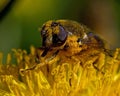 Hover fly Eristalis sp