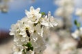 Hover fly or Eristalis tenax often mistaken for being a bee on a flowering branch of a fruit tree in spring.