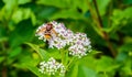 Hover fly, family Syrphidae on a white flower