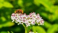 Hover fly, family Syrphidae on a white flower