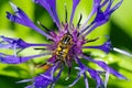 Hover fly feeding on a blue perennial mountain cornflower Royalty Free Stock Photo