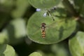 Hover fly in fligt, flying above leaves Royalty Free Stock Photo